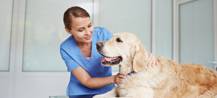 curso-online-auxiliar-veterinaria